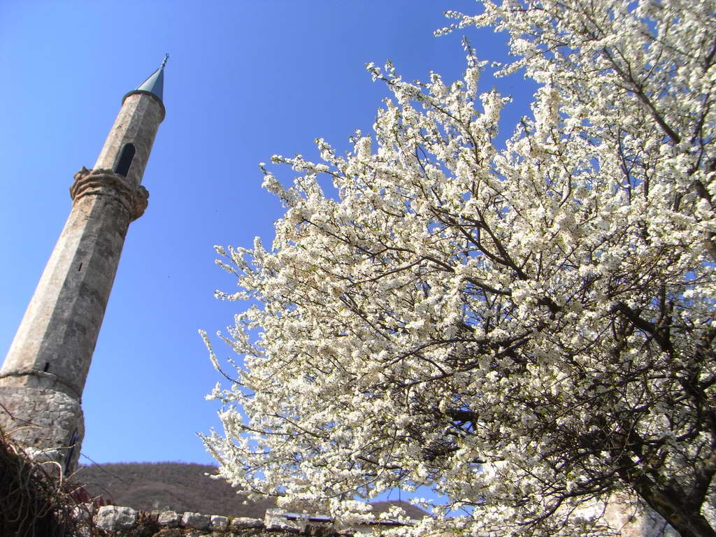 Ciliegio in fiore nel castello di Travnik